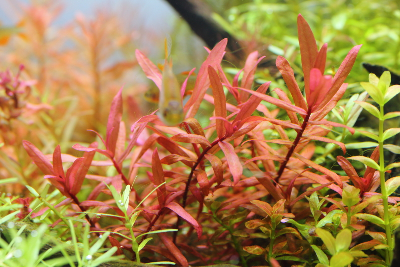 植栽から182日目
